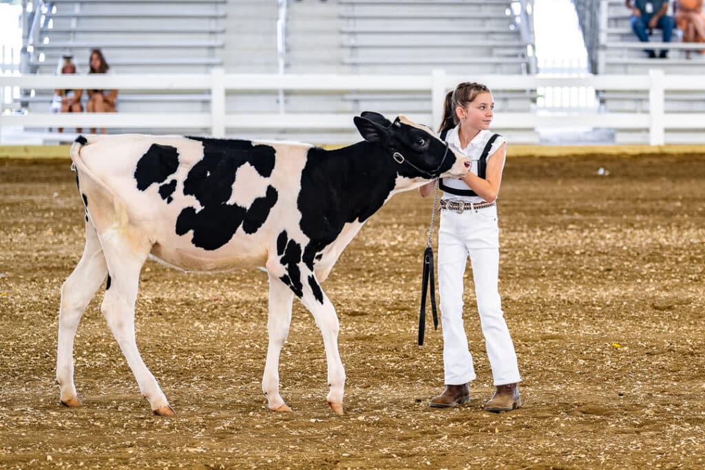 Another young girl brings her Holstein cow on the dirt for the Open Dairy Cattle Show.