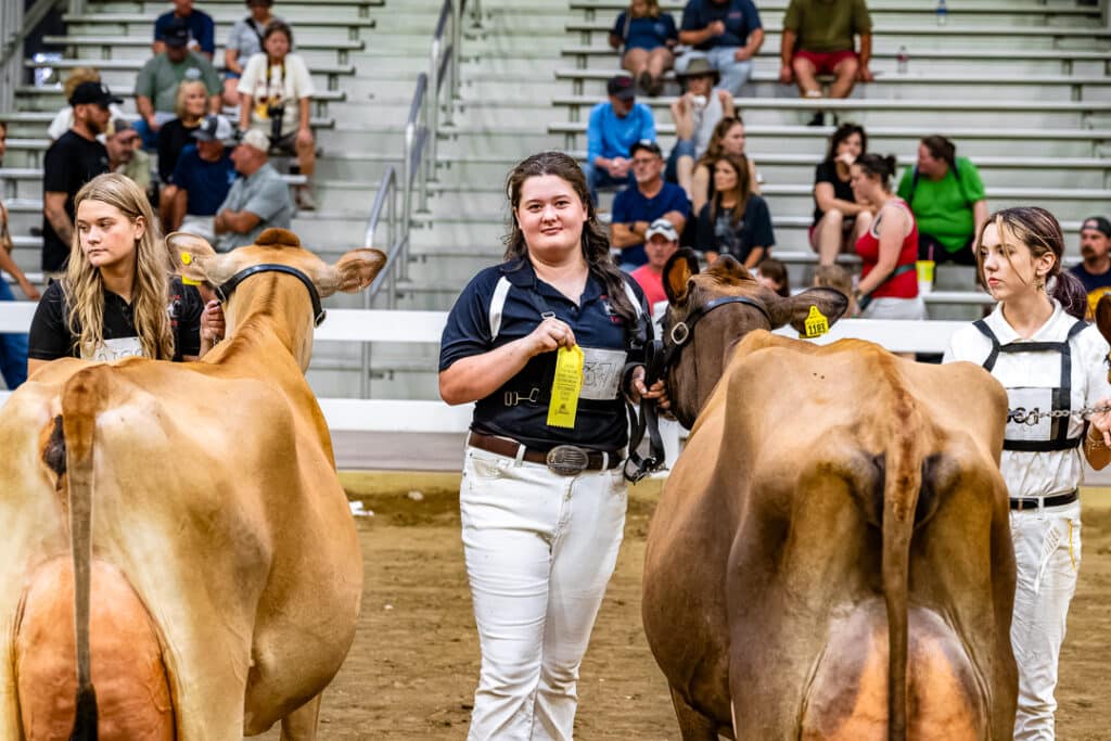 Madison Reeder poses with her cow and ribbon during the Open Dairy Cattle Show.