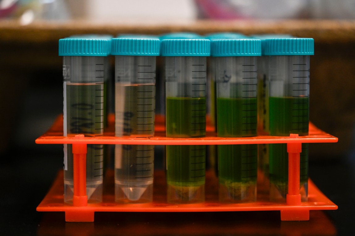 Rows of vials with green liquids and blue lids stand in an orange container.