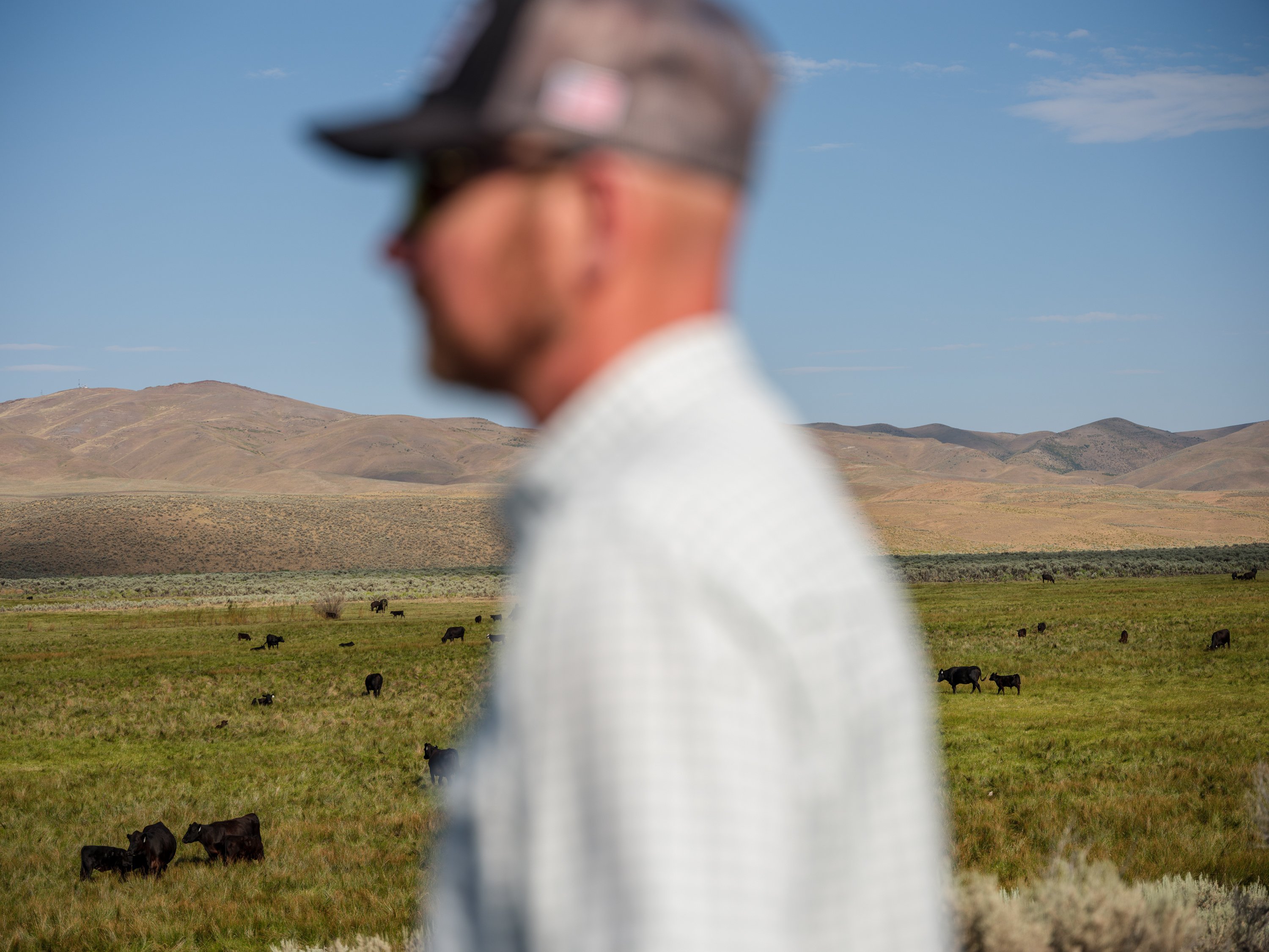 Cattle are spread out in a green field in front of mountains. A man in a shirt and baseball cap is blurred in the foreground.