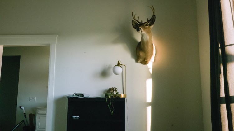 A deer head mounted on a wall, with a wilted houseplant on the furniture beneath it.