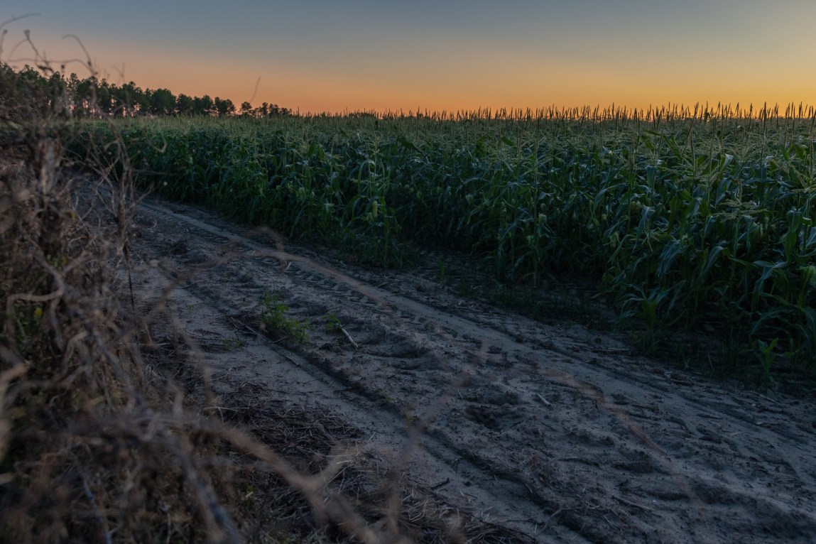 The sun rises behind a field of corn and a line of trees in the distance. A dirt path with footprints and tractor tire marks is on the edge of the corn field.