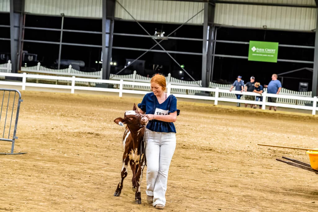 Avery Kerrick guides her cow during the Open Dairy Cattle Show.