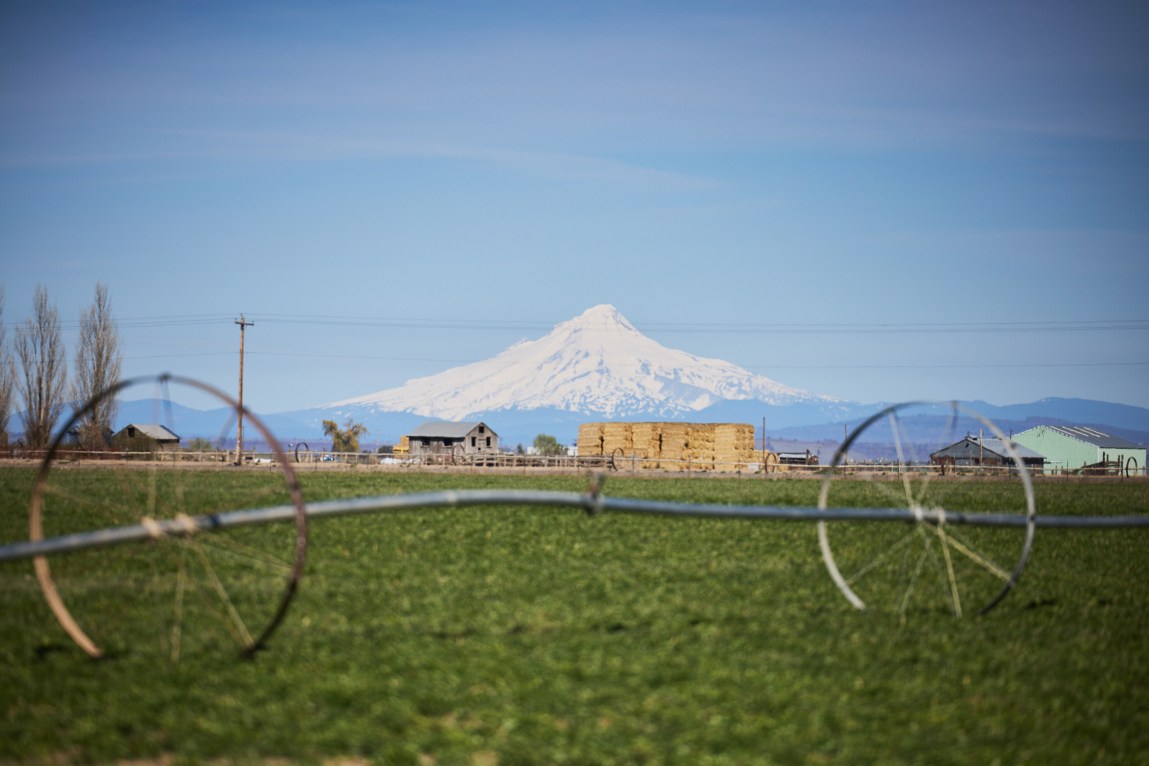A landscape of green farmland, with irrigation sprinkler lines across it, and in the distance a snow-capped mountain.
