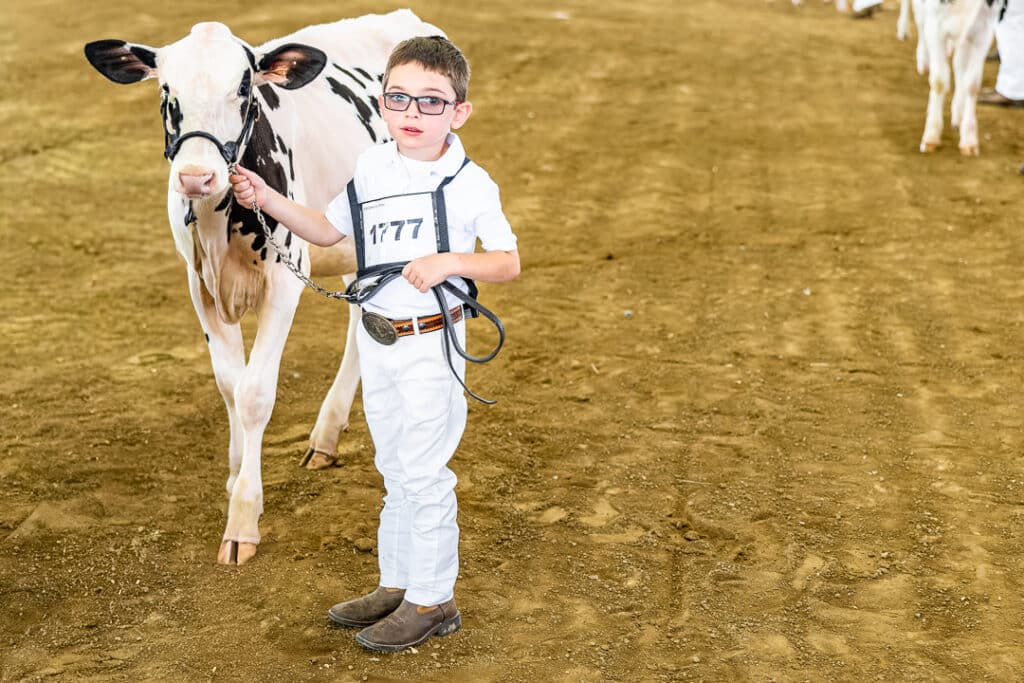 A young man and his cow in the Open Dairy Cattle Show at the Delaware State Fair, Wednesday night.