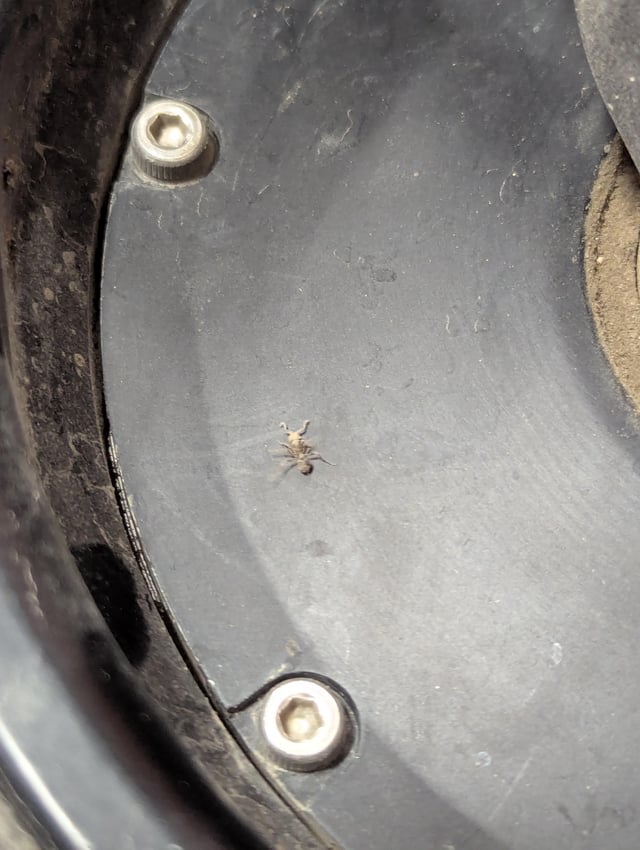 This little fella must be tired after riding on my wheel all the way to work this morning.