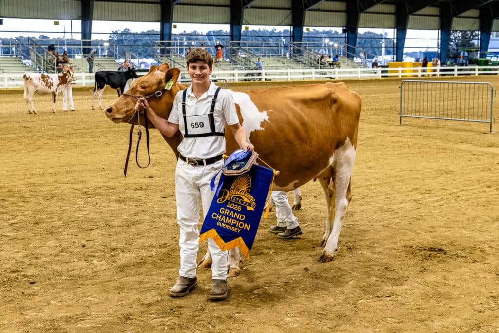 Andrew Kimball and his Grand Champion Guernsey cow in the Open Dairy Cattle Show.