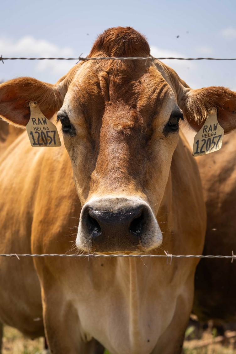 A close-up of a brown dairy cow looking directly at the camera from behind a barbed wire fence. The cow has pale yellow ear tags in both ears that read “raw,” “Helga” and “12057.” The background features a sunny blue sky with a few clouds.