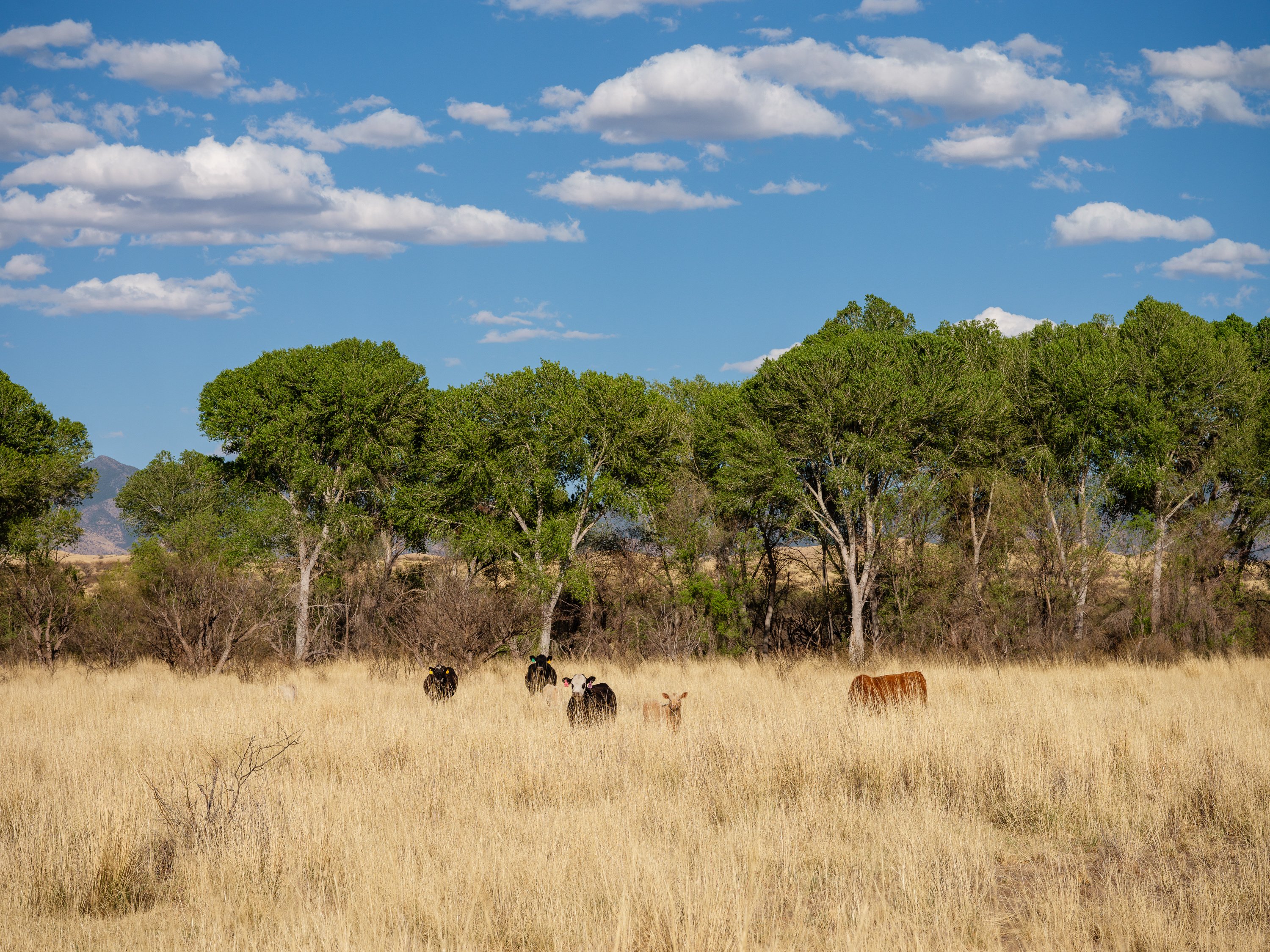 Cattle stand in tall grass in front of trees under a bright blue sky.