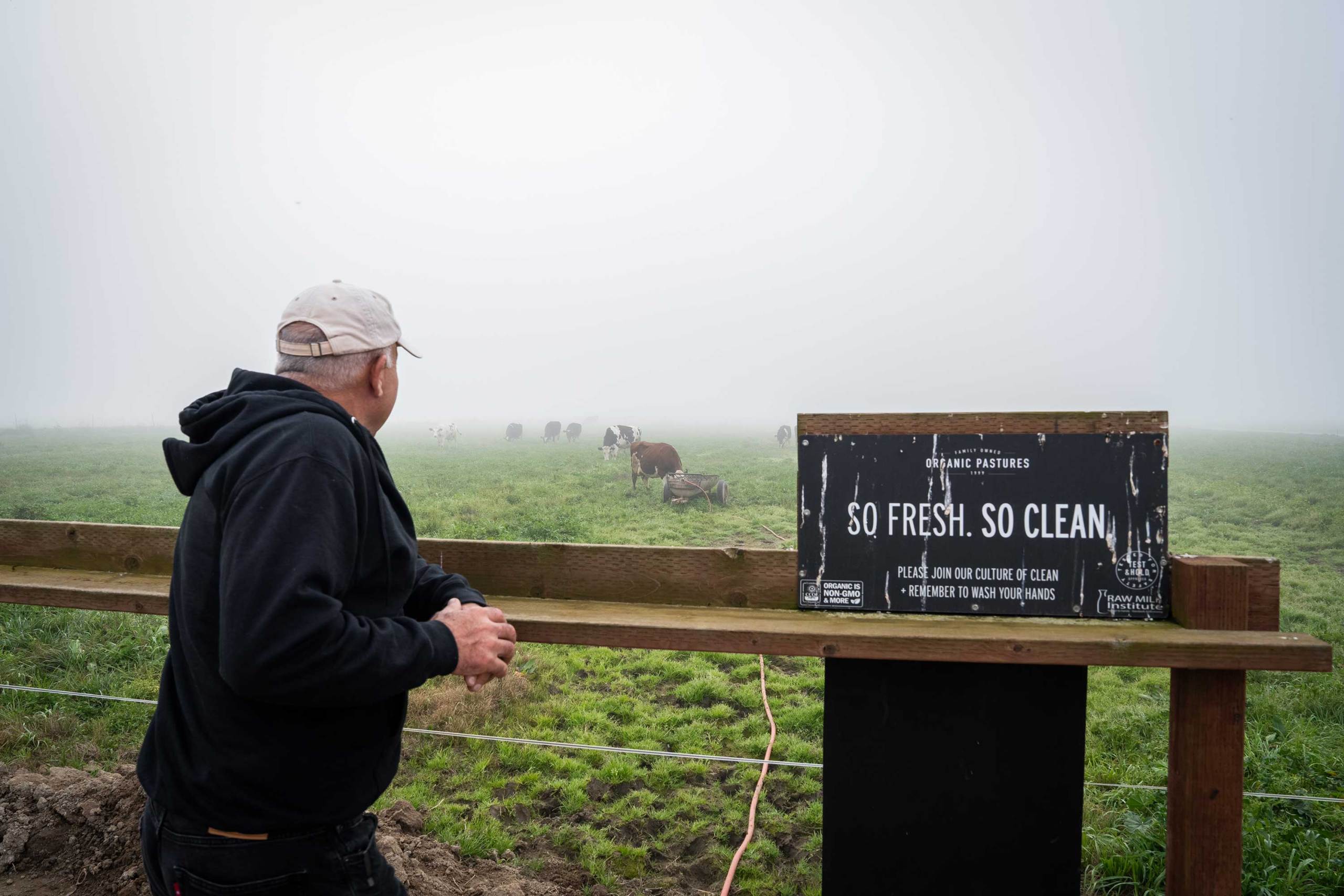 An older man wearing a baseball cap leaning on a wooden railing, looking out over a foggy, grassy field. Several cows stand in the distance. A sign on the railing reads, “So fresh. So clean.”