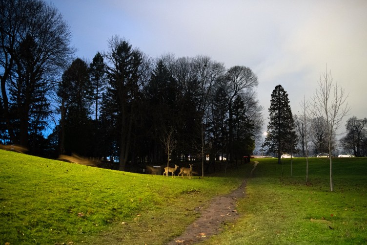 Two deer stand on an illuminated grassy hillside next to a walking path at dusk. To the left, a long-exposure blur shows other deer running, with a dense line of dark trees and a twilight sky in the background.
