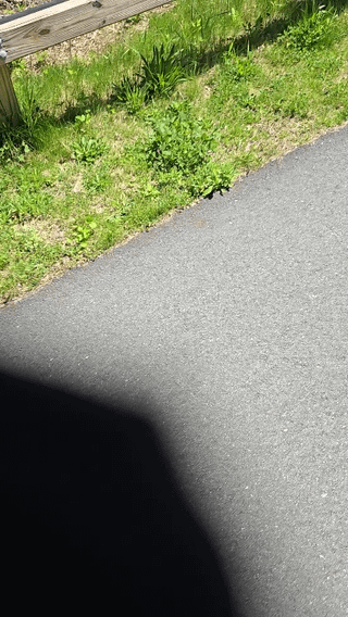 Whirring noise on Rally xl