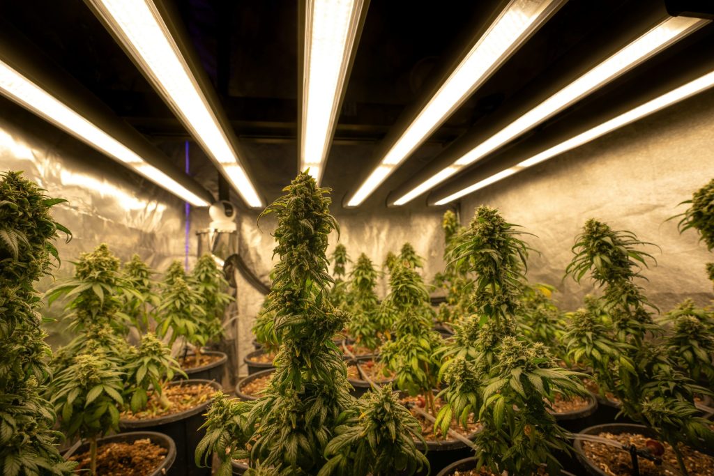 Marijuana plants are seen growing in a nondescript indoor grow site.