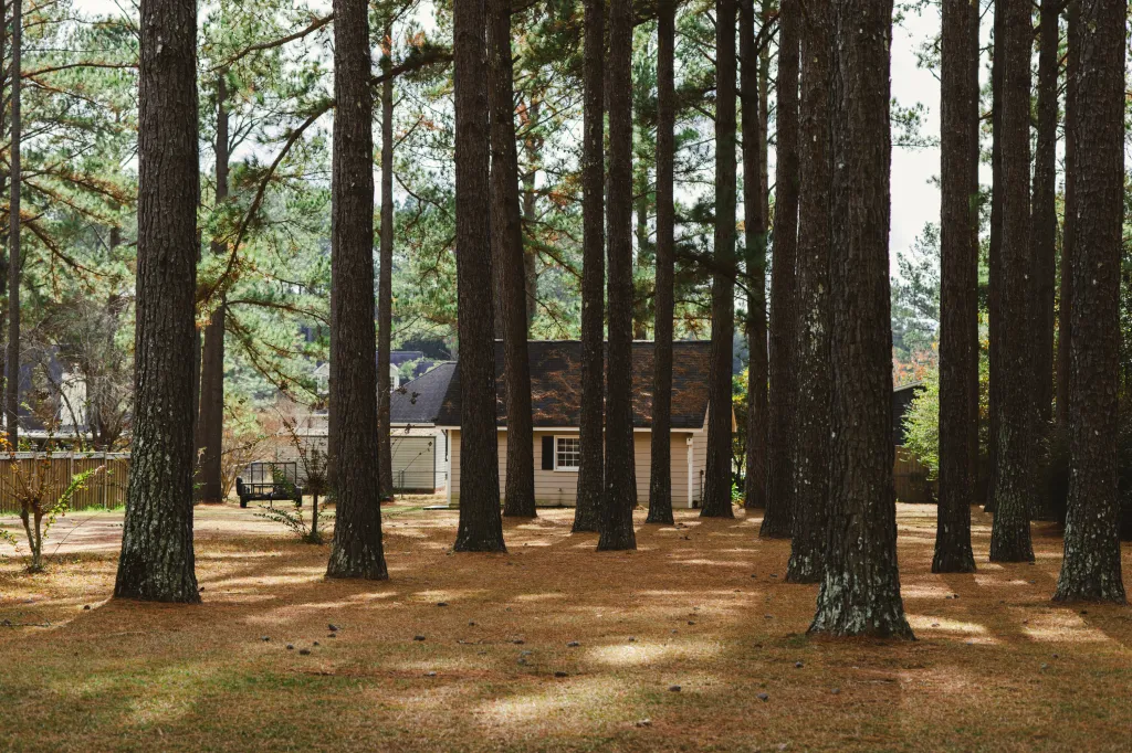 A house peeks through the gaps of a group of tall trees. The ground is speckled with light.