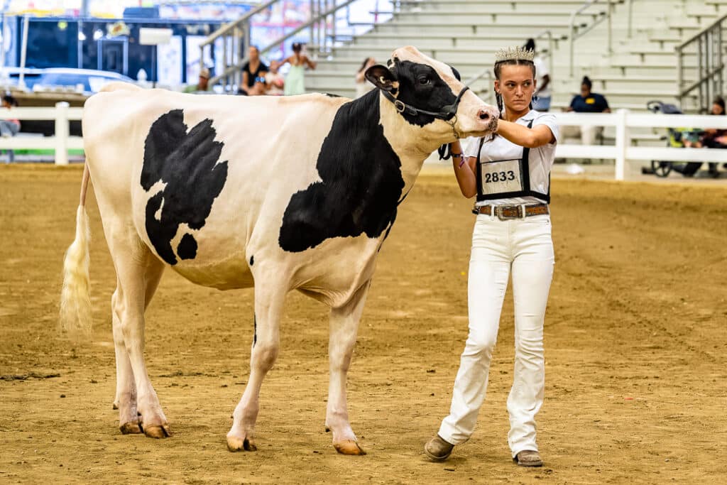 Madelyn Gallo and her cow in the Open Dairy Cattle Show.