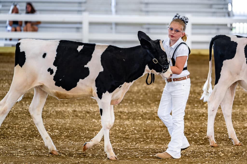 A young girl and her Holstein cow in the Open Dairy Cattle Show.