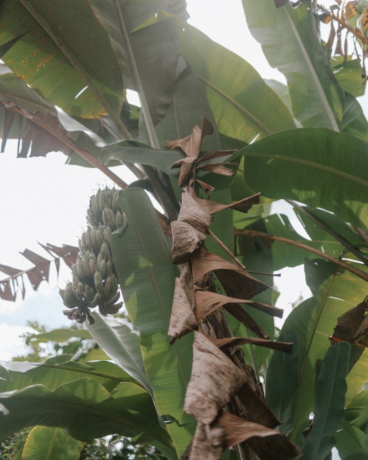 Broad green banana leaves against the sky. Toward the back, a long bunch of green bananas is growing.