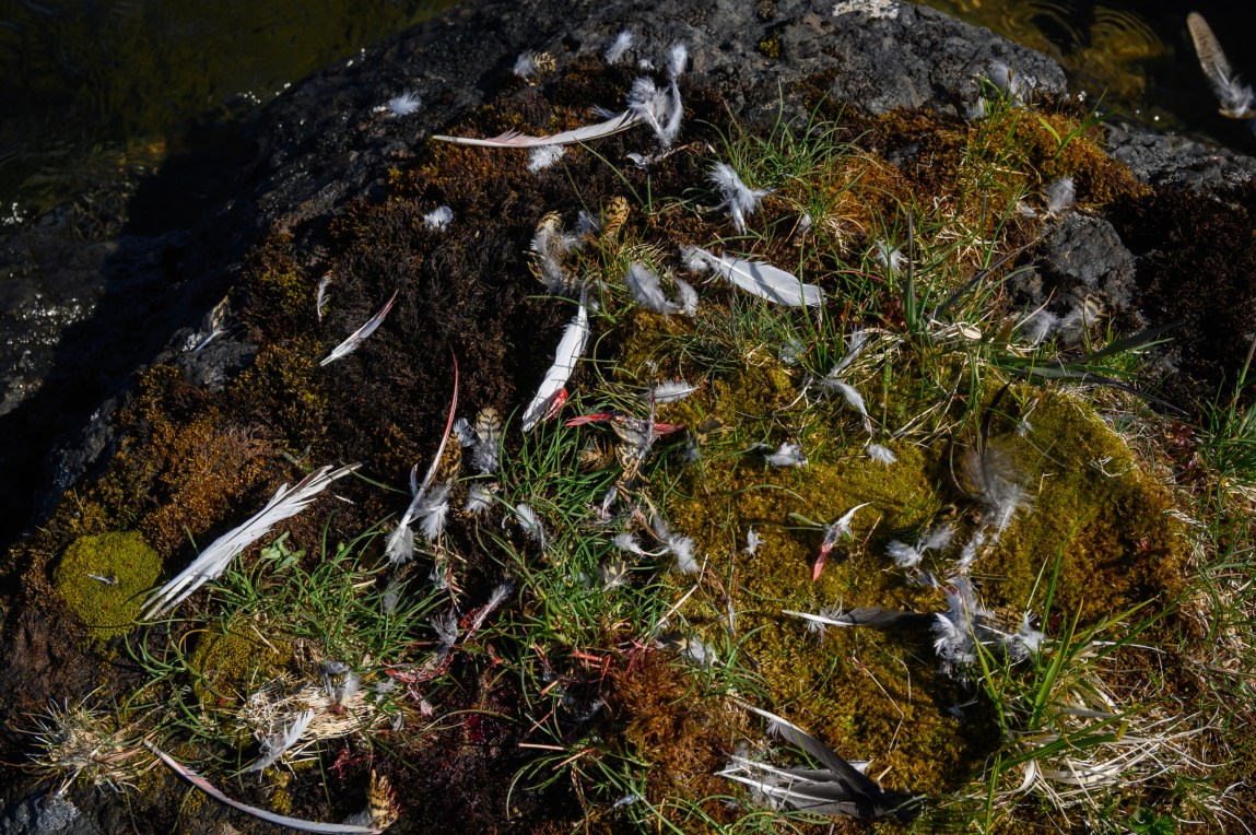 Gray and white feathers are scattered on a mossy rock.