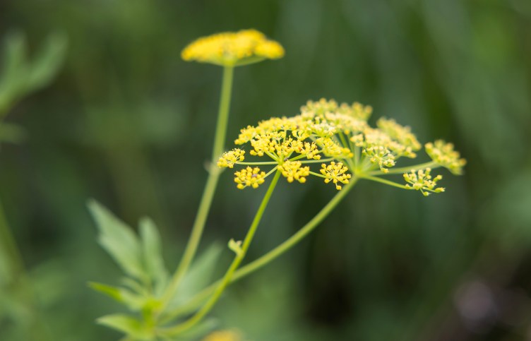 Three yellow flowers are in focus against an out-of-focus green background.