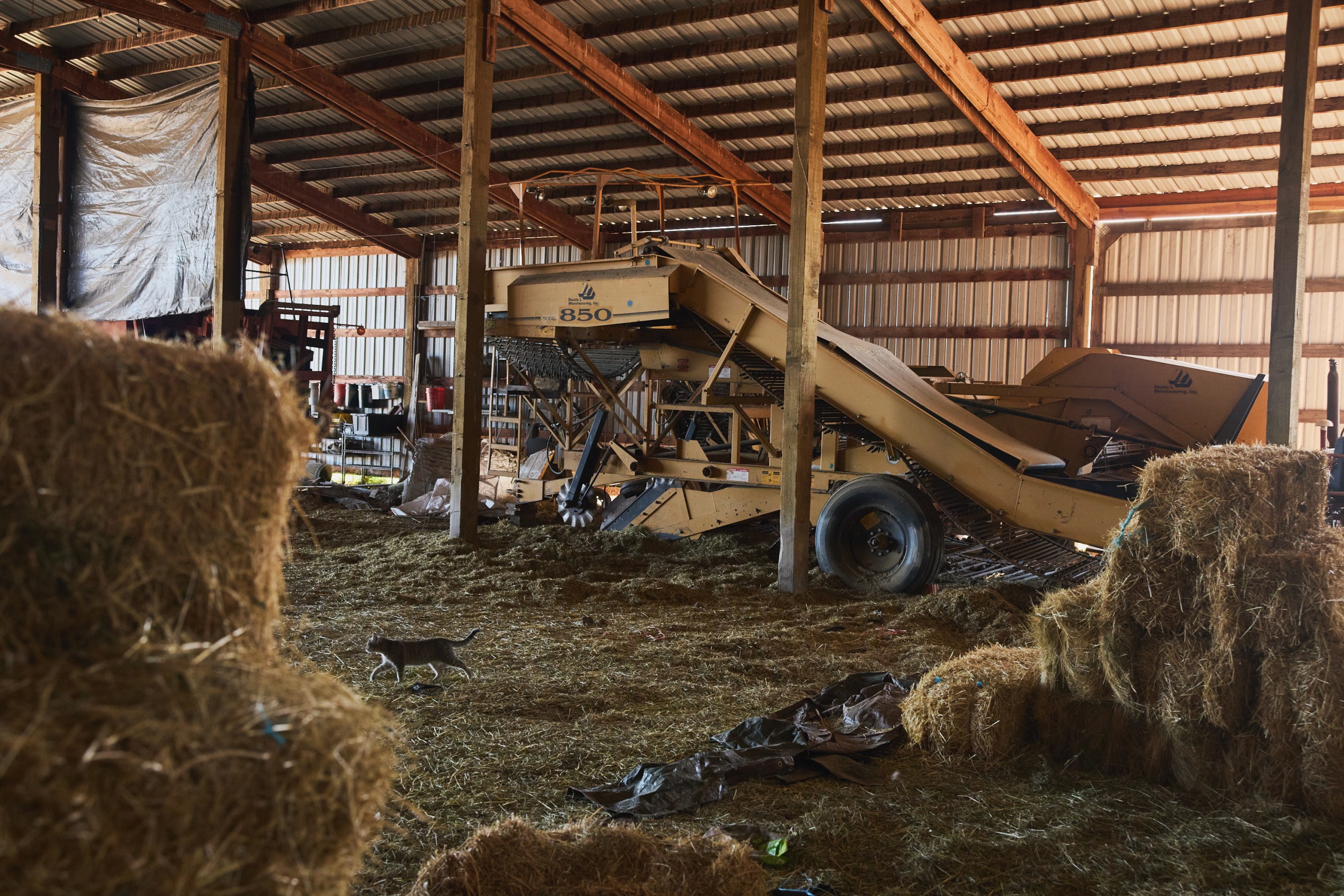 Inside a barn sits a large yellow machine with wheels and an angled chute. The machine is surrounded by hay bales and a cat walks by.