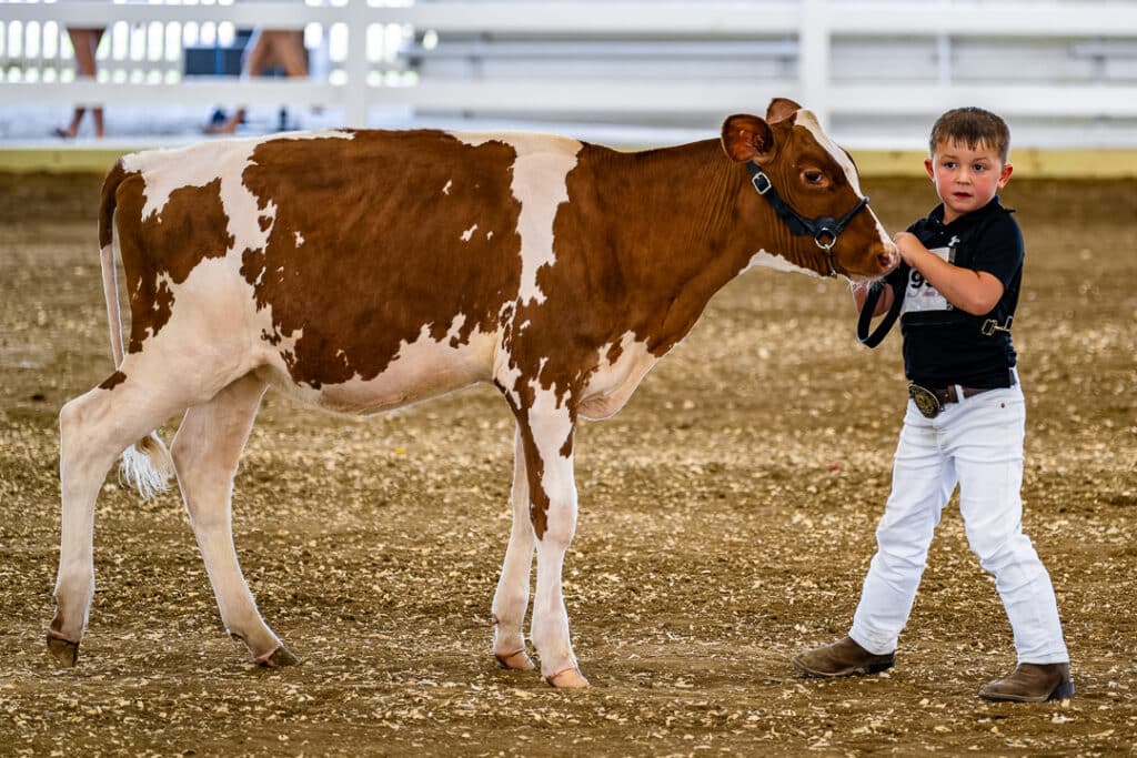 A young contestant parades his cow during the Open Dairy Cattle Show.