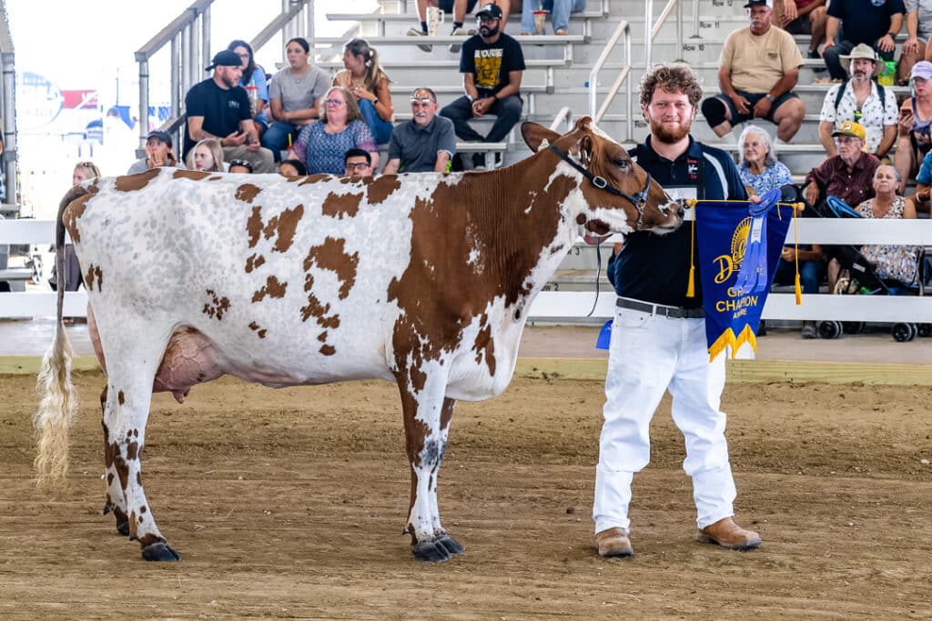 The winner of the Grand Championship standing with his winning Ayrshire cow.