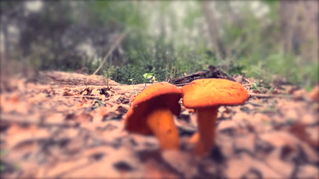 Mushroom Ride (with the North Texas Crew)