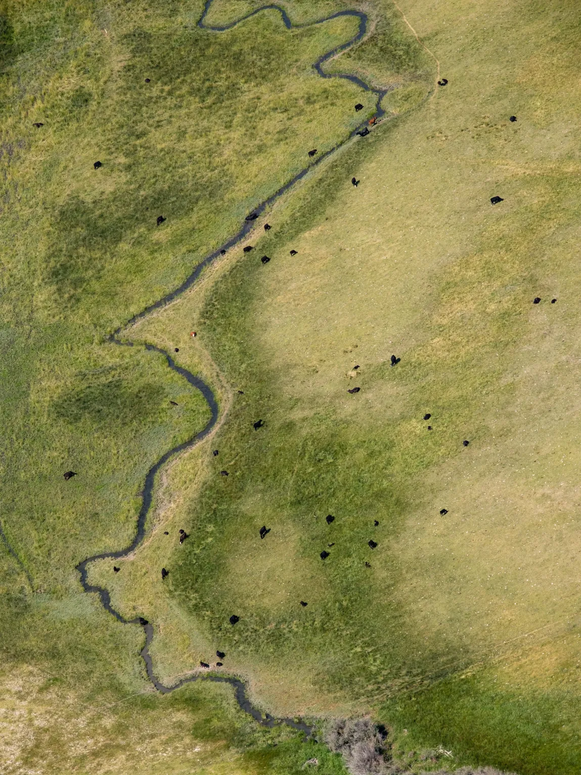 An aerial photo shows cattle dotting a grassy landscape with a river running through it.