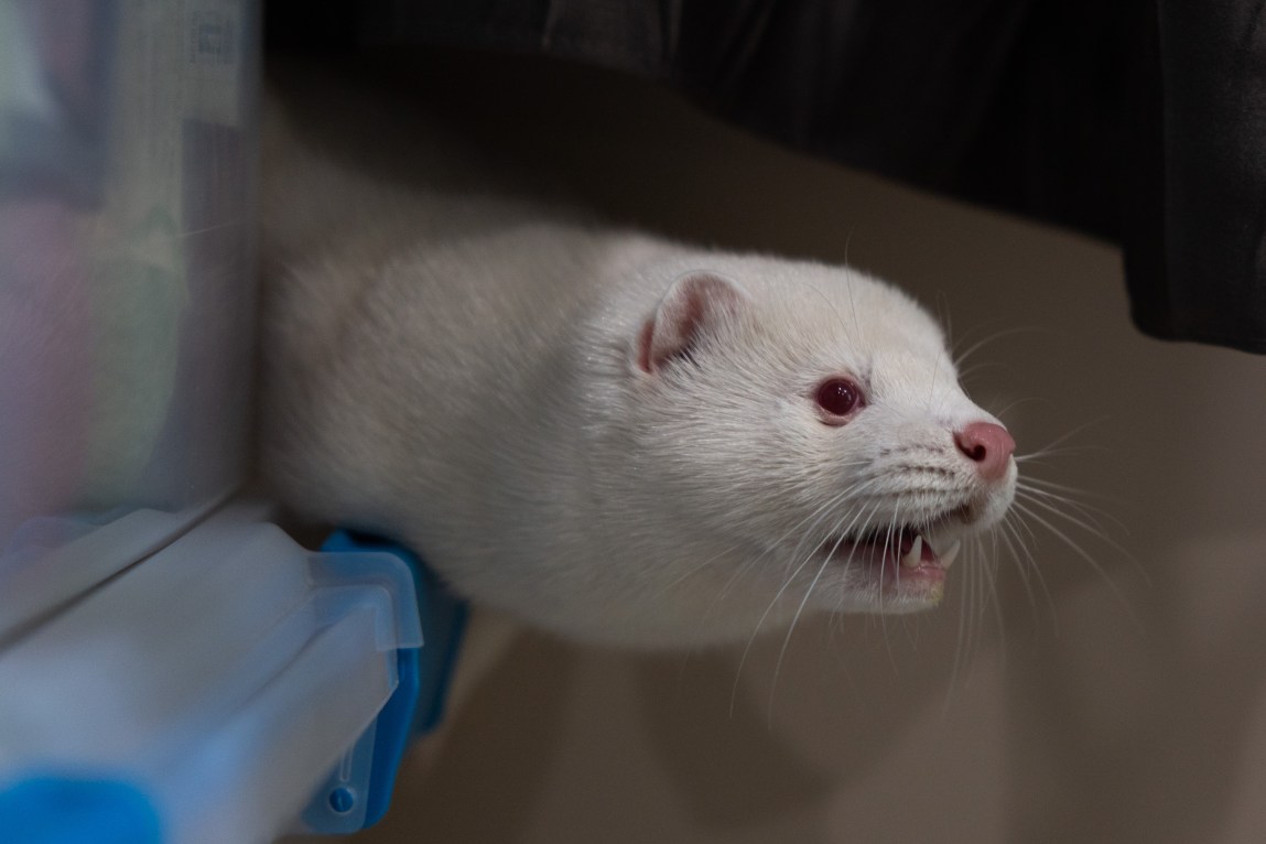 A close-up view of a white mink with red eyes and a pink nose baring its teeth and hissing, emerging from under a dark enclosure.