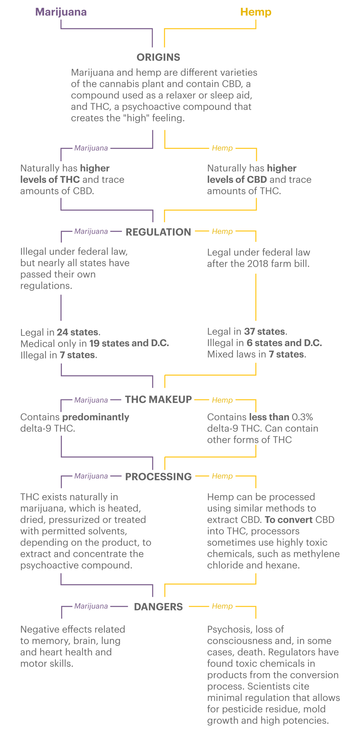 A flowchart comparing the origins, regulations, THC makeup, extraction processes and dangers of marijuana and hemp.