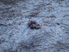 Almost got bit by this little fella on a trail ride…