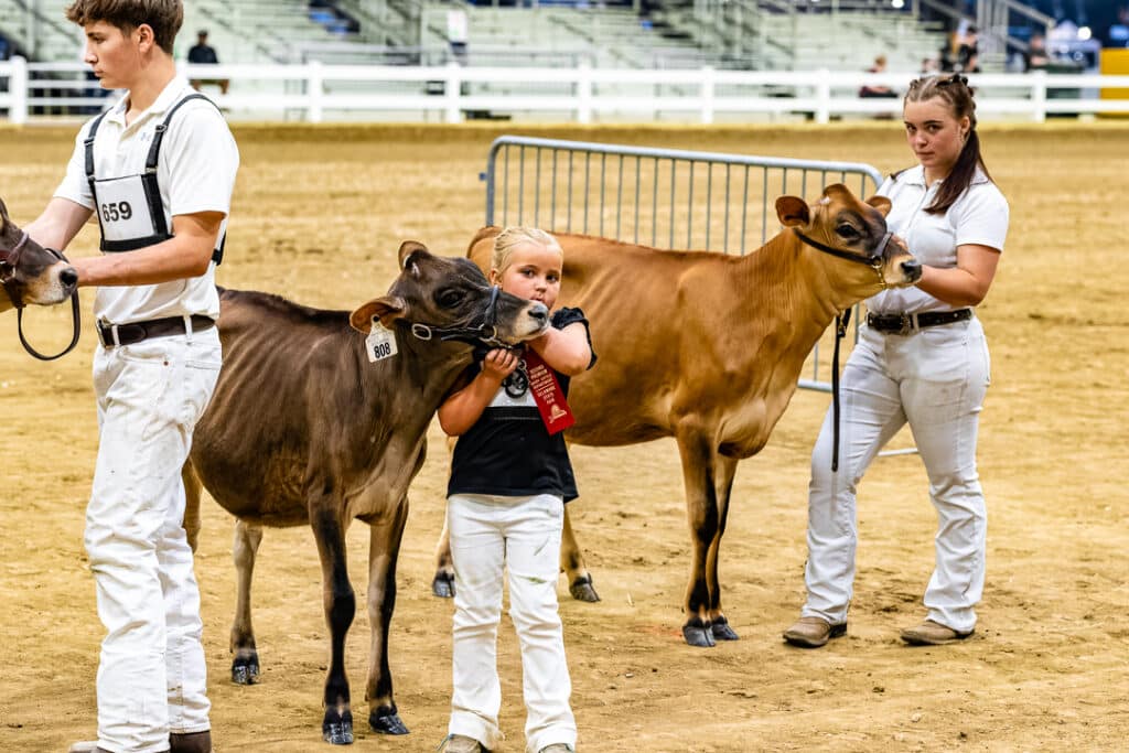 Contestants organize their cows in the Open Dairy Cattle Show.