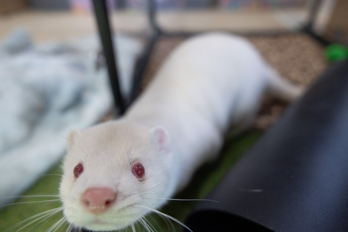 A close-up view of an albino mink with white fur, reddish eyes and a pink nose looking upward directly at the camera indoors.