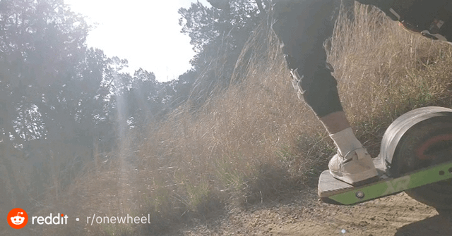 floating through the forest